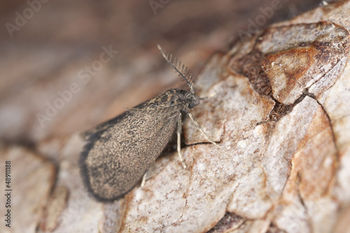 Bagworm moth, Psychidae on wood, macro photo