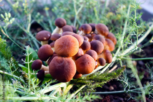 funghi nel bosco