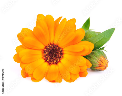 Calendula flowers