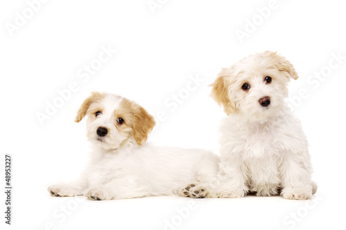 Two puppies isolated on a white background