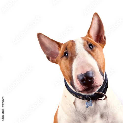 Portrait of a bull terrier