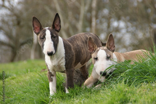 Bull terrier miniature