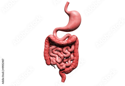 human digestive system