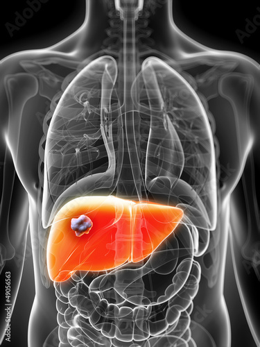 3d rendered illustration of the male liver