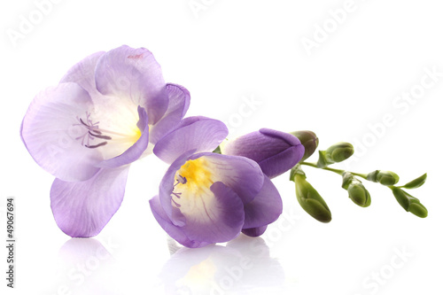 Purple freesia flower, isolated on white