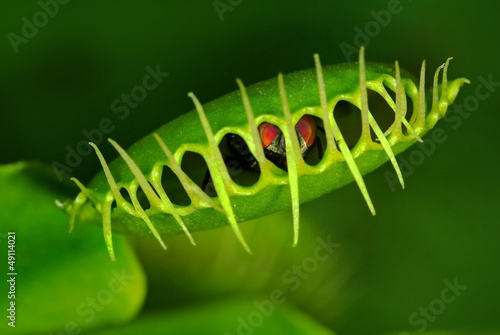 Venus flytrap (Dionaea muscipula) with trapped fly