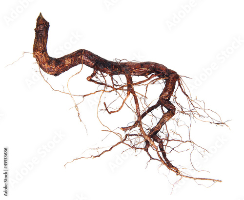 Roots tree isolated