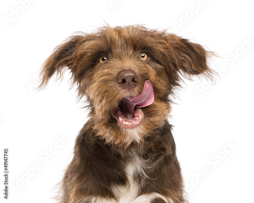 Close-up of a Crossbreed, 5 months old, licking lips