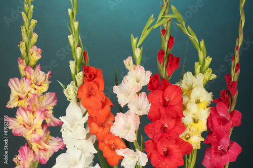 Beautiful colorful gladiolus on blue background close-up