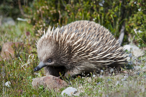 Echidna