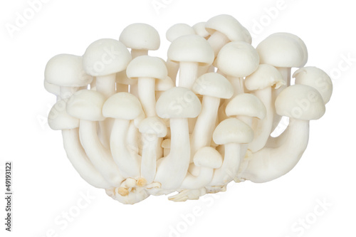 Writh mushroom