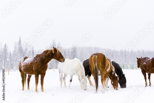 Horses