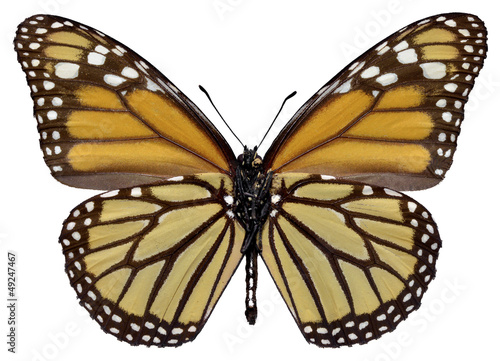 Orange monarch (Danaus plexippus) butterfly seen from belove