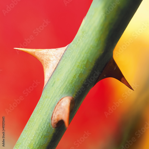 thorns on a rose stem