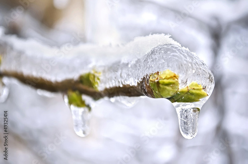 The buds of the tree frozen in ice