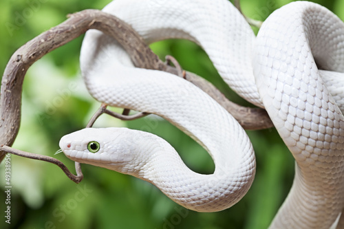 White Texas rat snake on a wooden branch