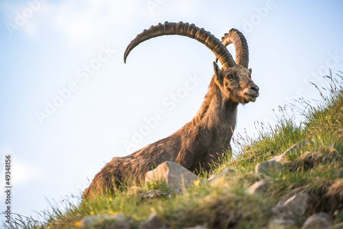 alpine ibex