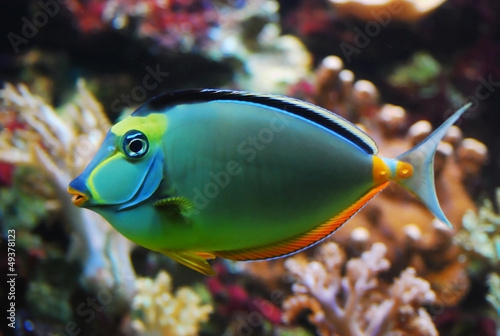 Colorful fish closeup