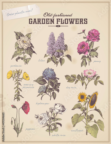 florist's placard with 9 vintage garden flowers