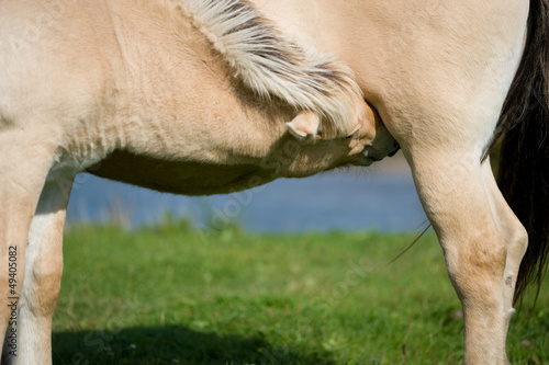 Fjord horse colt drinking mothers milk
