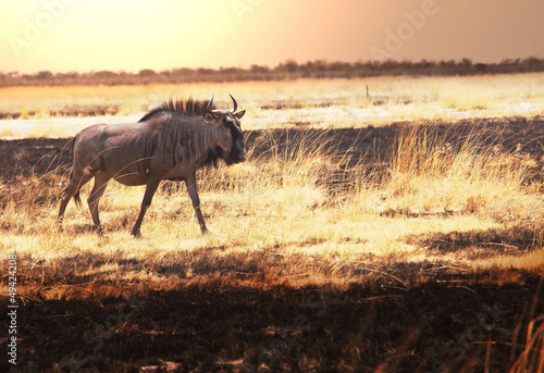 Antelope Gnu