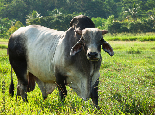 Braham cow in green pasture