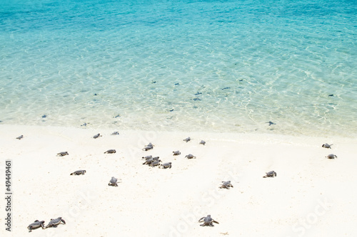 Little baby turtles on their way to the sea