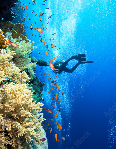 Scuba diver by coral reef