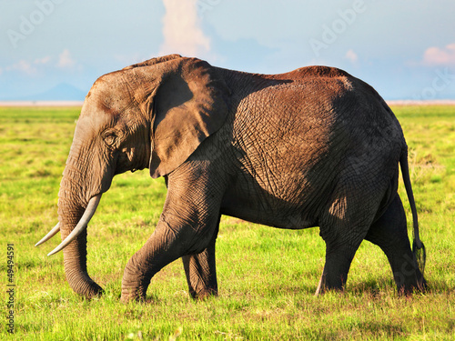 Elephant on savanna. Safari in Amboseli, Kenya, Africa