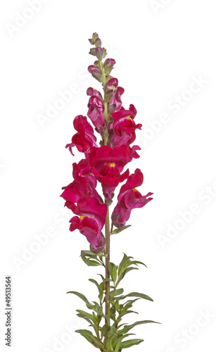 Single stem of red shapdragon flowers isolated on white