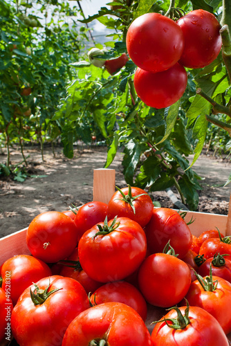 ripe tomatoes in greenhouse