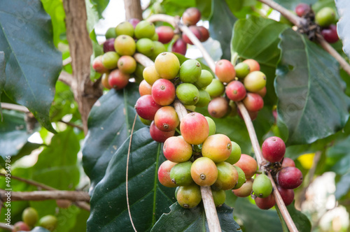 coffee berries on a branch