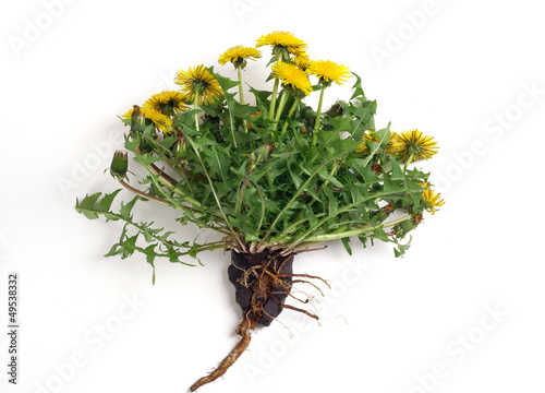 Dandelion isolated on white background