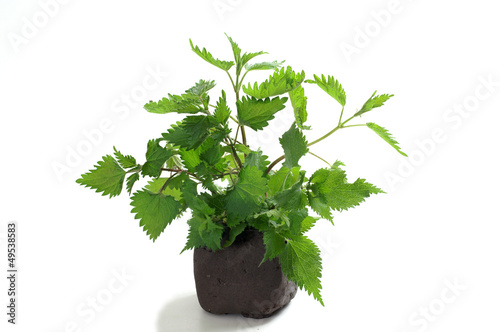 Nettle on white background