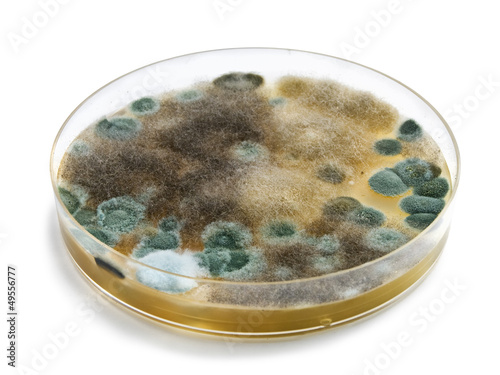 Petri dishes with mold isolated on white surface