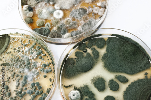 Petri dishes with mold on white surface