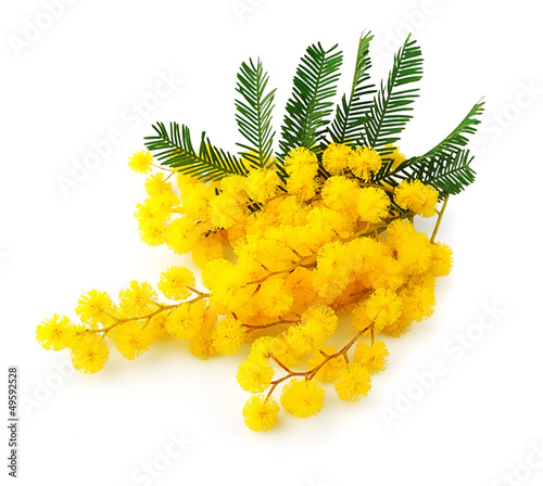 Twig of mimosa flowers