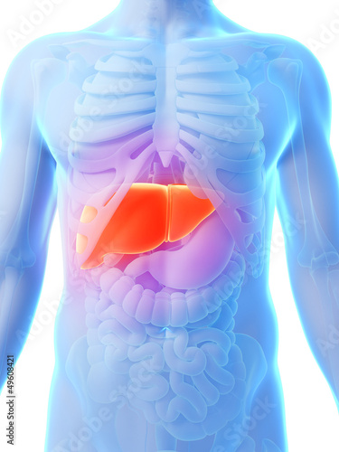 3d rendered illustration - male liver