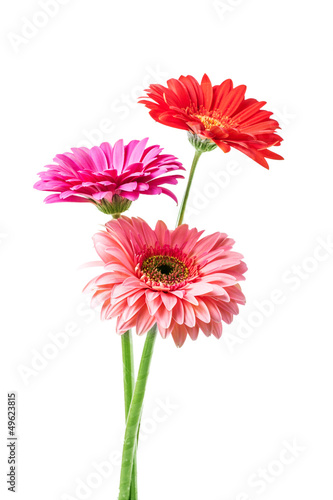 gerbera flowers