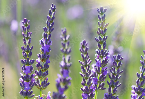 beautiful lavenders