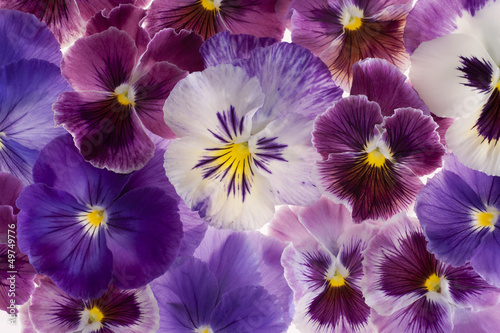 pansy