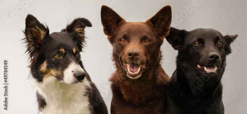 three dogs in studio