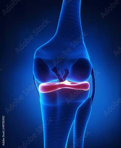 Lateral and medial meniscus anatomy