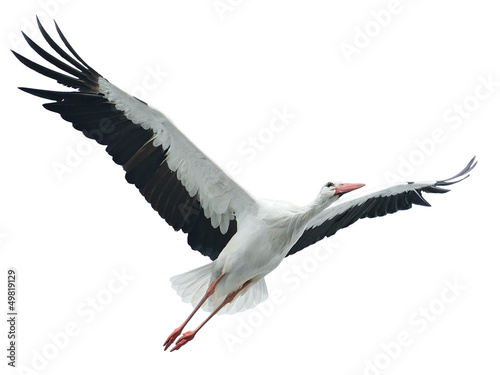 Flying stork isolated on white background