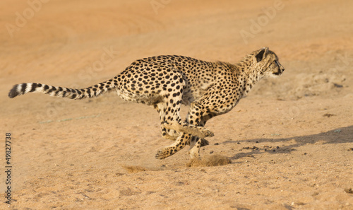 Cheetah running, (Acinonyx jubatus), South Africa