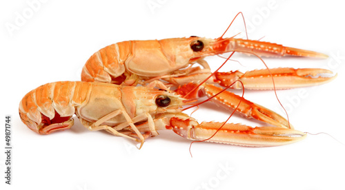 Langoustines isolées sur le fond blanc.