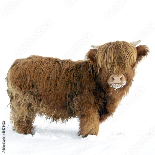 Young Highland Cattle standing in the snow