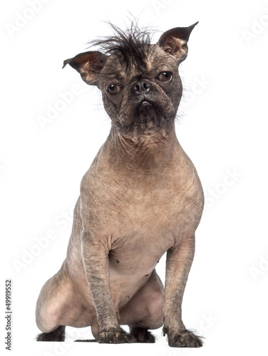 Hairless Mixed-breed dog