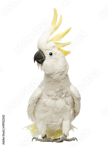 Sulphur-crested Cockatoo, Cacatua galerita, 30 years old