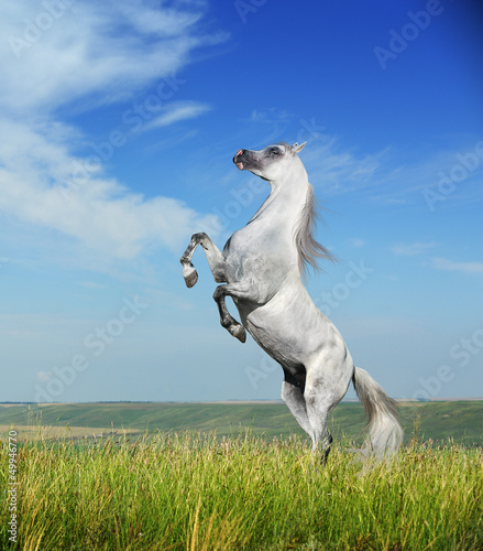 A grey arabian horse rearing